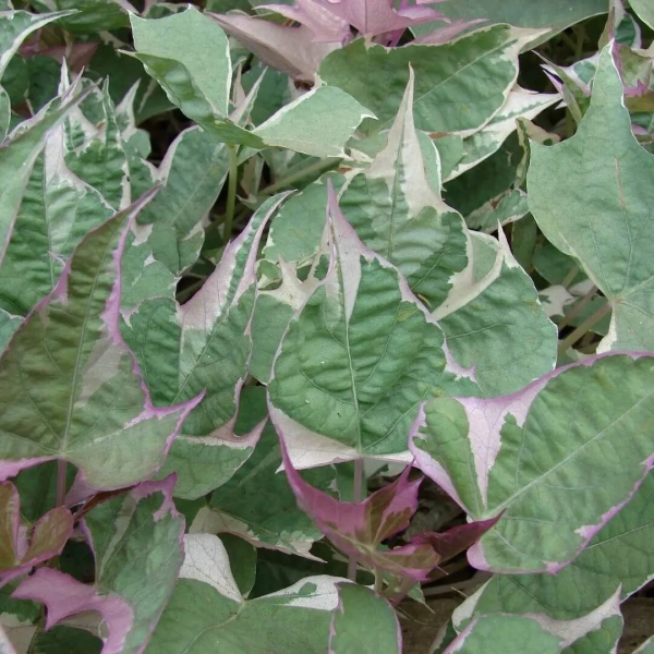 Ipomoea batatas 'Colored Leafs' – wilec ziemniaczany, sadzonka
